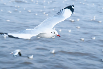 Flock of Seagull birds flying over peaceful sea at Bang Pu, Samut Prakarn near Bangkok - Thailand