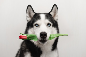 Portrait of Siberian Husky black and white colour with blue eyes. Cute dog holds a red tulip in his mouth. Valentine's day, women's day, mother's day, birthday