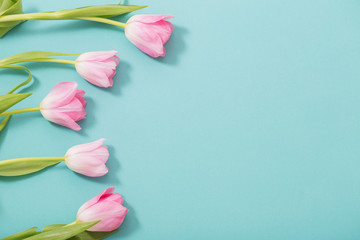 beautiful pink tulips on blue mint background