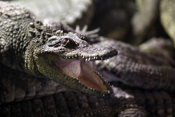 Fototapeta premium Крокодил