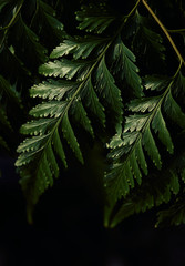 Close-up view of dark green fern leaves
