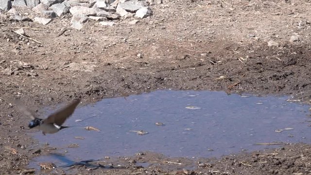 Mehlschwalben (Delichon urbicum) sammeln Nistmaterial an Pf&uuml;tze
