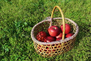 fresh red apples in basket