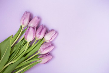 Purple tulips on the purple background with copyspace