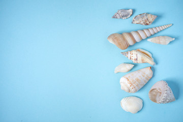 Beautiful seashells of different shapes on the blue background