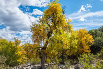A beautiful overlooking view of nature in Benson, Arizona