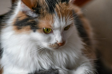 Pensive multicolored Calico cat with  yellow eyes close up