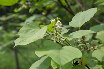 Branch of blooming catalpa on a summer day