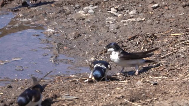Mehlschwalben (Delichon urbicum) sammeln Nistmaterial an Pf&uuml;tze
