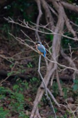 kingfisher on branch