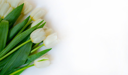 Spring flowers banner. Bunch of white tulip flowers on white background. Happy Easter card. Flat lay, top view.