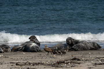 Obraz premium Seehunde und Entenküken
