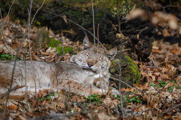 Luchs schläft im grass