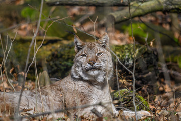 Luchs liegt im Grass