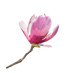 magnolia isolated on white background
