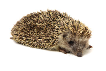Hedgehog isolate on white background
