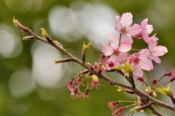 Fototapeta na wymiar Kawazu cherry blossoms(Prunus lannesiana cv. Kawazu-zakura)