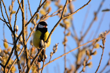 Great tit - Parus major on the tree branch