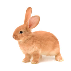 orange rabbit on white background 