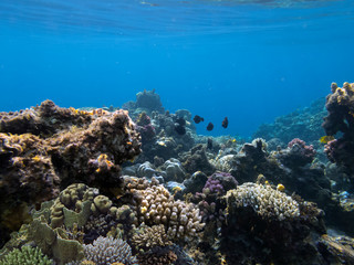 Fototapeta na wymiar The Best Coral Reef Locations: Red Sea are the largest natural structures in the world