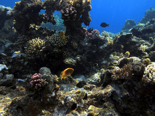 Obraz na płótnie Canvas The Best Coral Reef Locations: Red Sea are the largest natural structures in the world