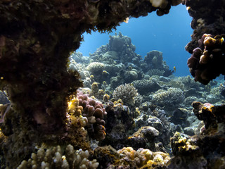 The Best Coral Reef Locations: Red Sea are the largest natural structures in the world