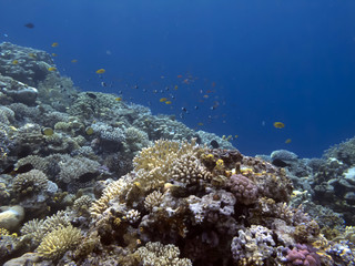 Fototapeta na wymiar The Best Coral Reef Locations: Red Sea are the largest natural structures in the world