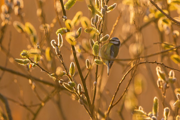 Eurasian blue tit - Cyanistes caeruleus on tree branch soft backlight