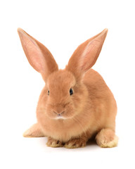 orange rabbit on white background 