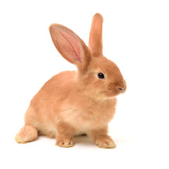 orange rabbit on white background 