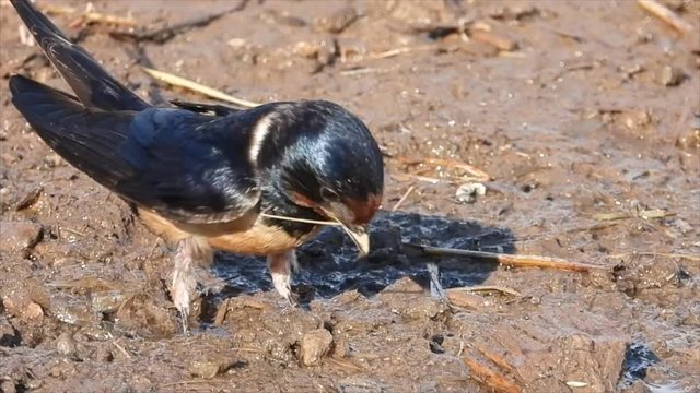 Rauchschwalbe&nbsp;(Hirundo rustica) sammelt Nistmaterial an Pf&uuml;tze