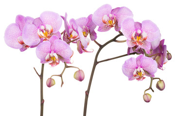 Naklejka na ściany i meble Branch of pink phalaenopsis or Moth orchid from isolated on white background