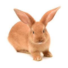 orange rabbit on white background 
