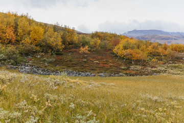Beautiful wild nature of Sarek national park in Sweden Lapland with snow capped mountain peaks, river and lake, birch and spruce tree forest. Early autumn colors in stormy weather. selective focus