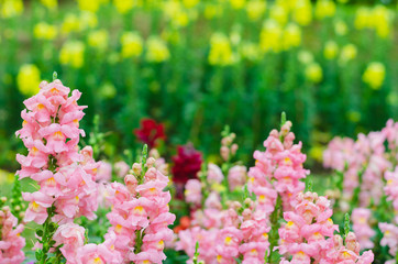 Colorful snapdragon flowers in garden for spring season concept.