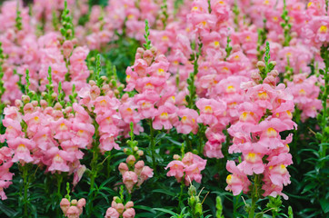 Colorful snapdragon flowers in garden for spring season concept.