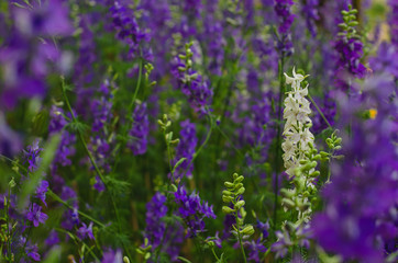 White Consolida regalis flower stand out among purple color of them for spring season concept.