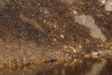 Green sandpiper bird, Tringa ochropus. Birdwatching in Lubana, Latvia.