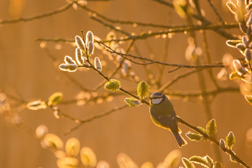 Eurasian blue tit - Cyanistes caeruleus on tree branch soft backlight