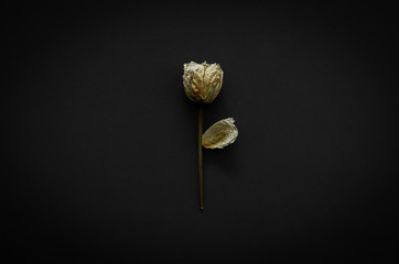 Dried rose on dark background. Minimalist flat lay black concept..