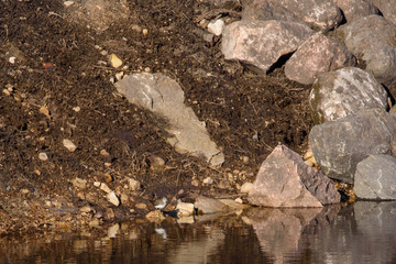 Green sandpiper bird, Tringa ochropus. Birdwatching in Lubana, Latvia.