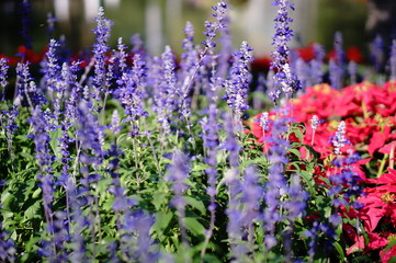 purple flower  