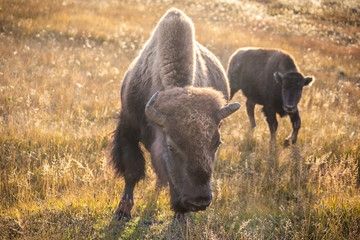 American bisons on grass field in Yellowstone.