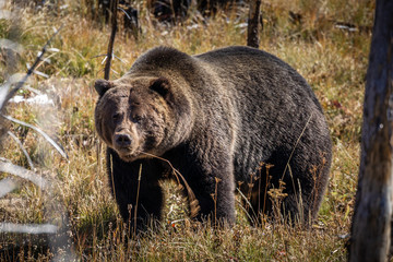 Portrait of grizzly bear in woods of Yellowstone.