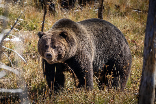 Portrait Of Grizzly Bear In Woods Of Yellowstone.