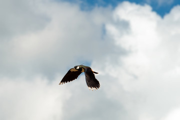 Northern lapwing (Vanellus vanellus) in flight on sky background.