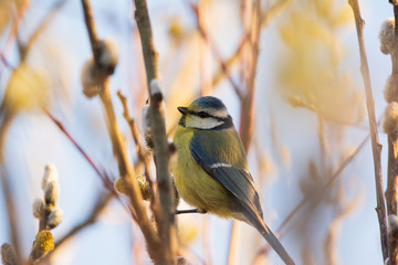 Eurasian blue tit - Cyanistes caeruleus on tree branch soft backlight