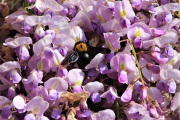 Close-up of a Bumblebee Burying Itself in Wistaria Bossoms