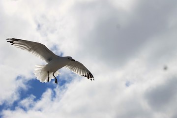 Seagull Hovering High Over Erie Lakefront Viewed from Below