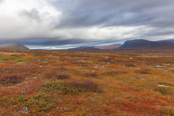 autumn view of Sarek National Park, Lapland, Norrbotten County, Sweden, near border of Finland, Sweden and Norway. selective focus